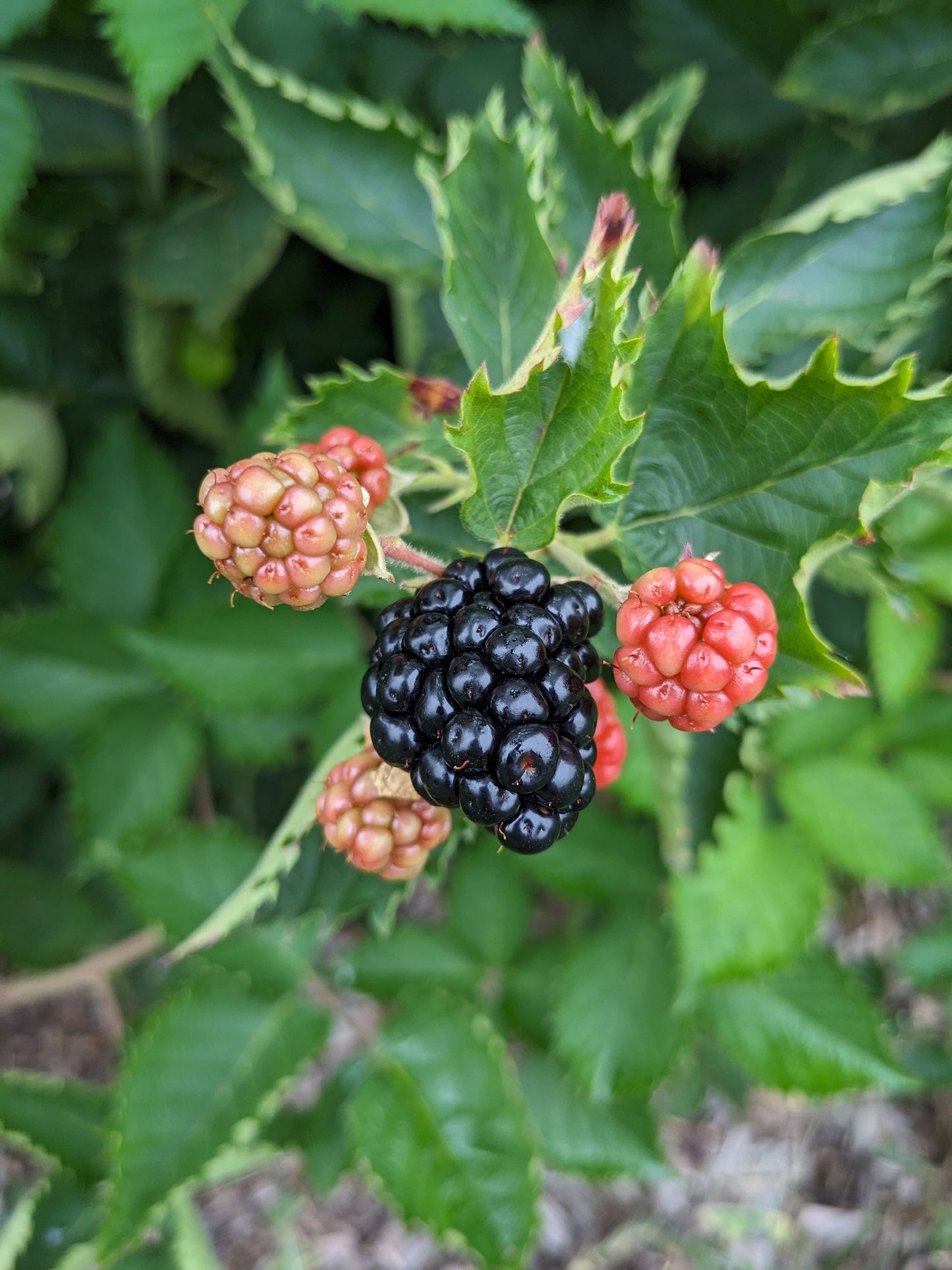 Blackberries