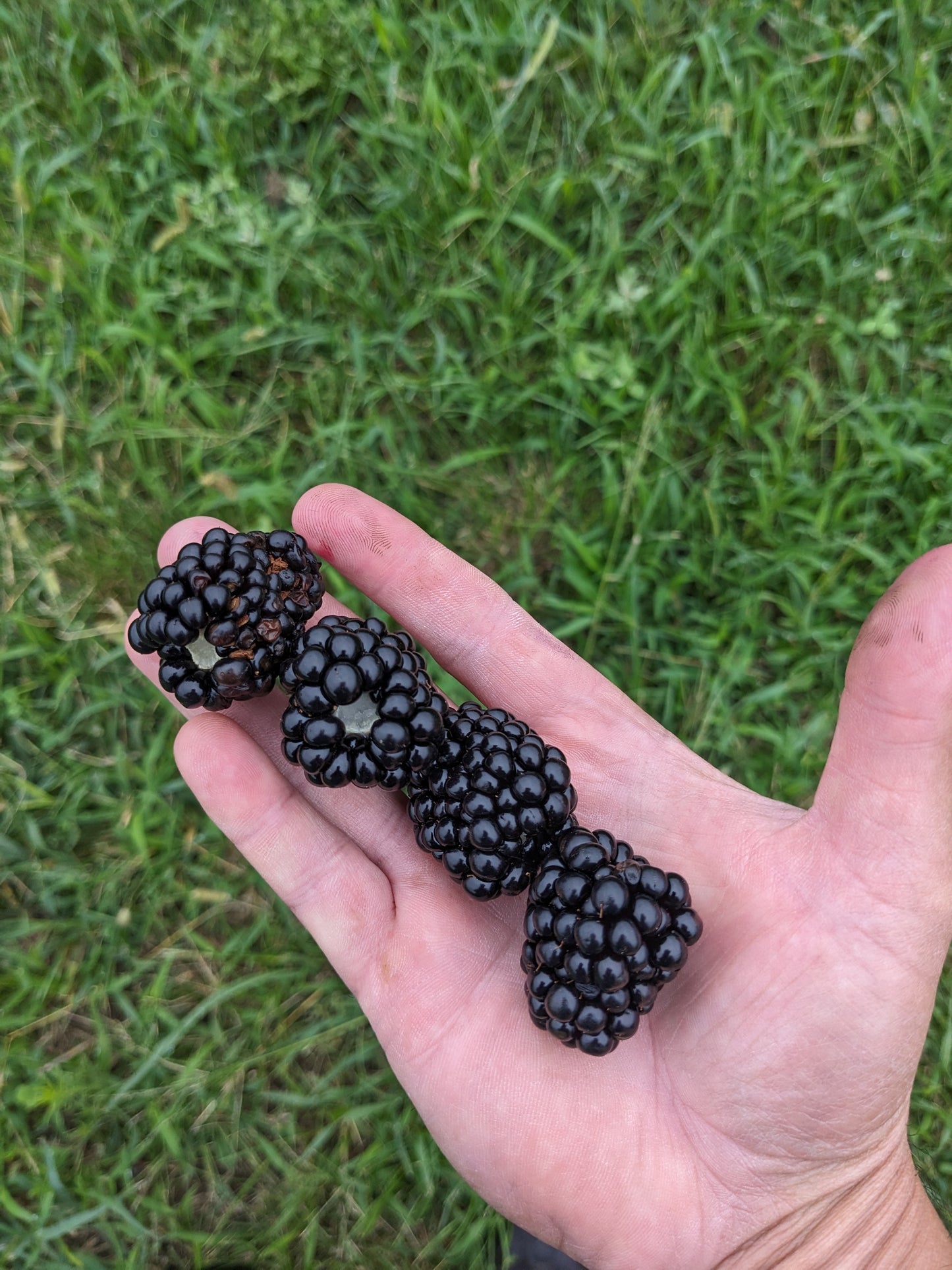 Blackberries