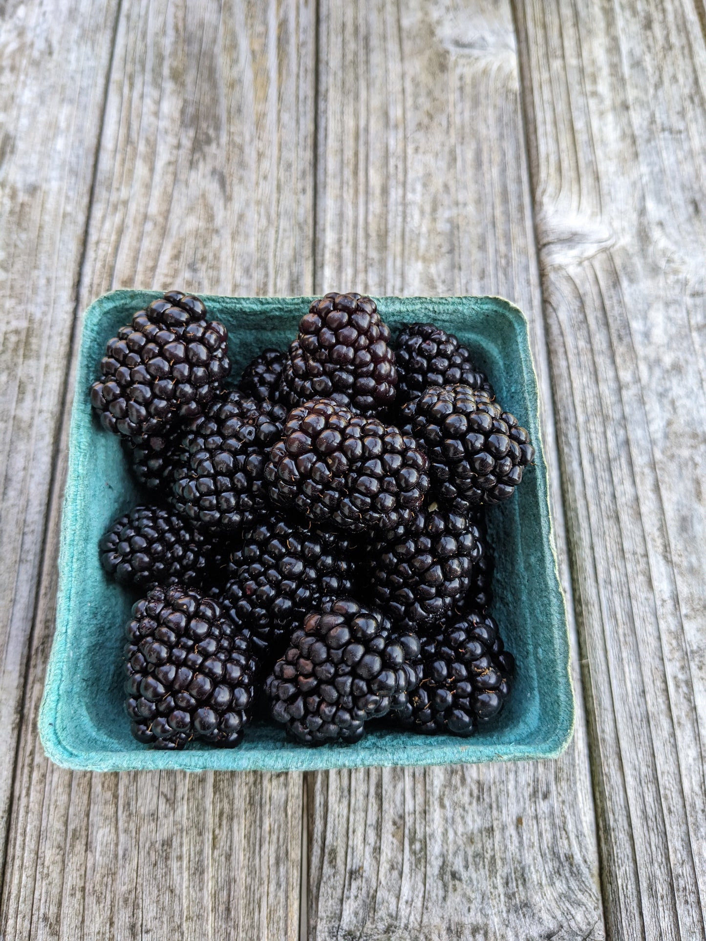 Blackberries