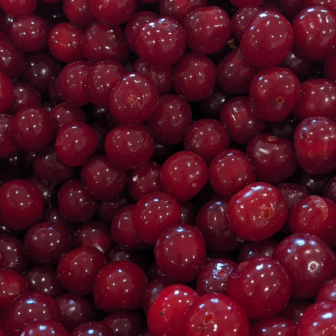 Red berries in a red bowl